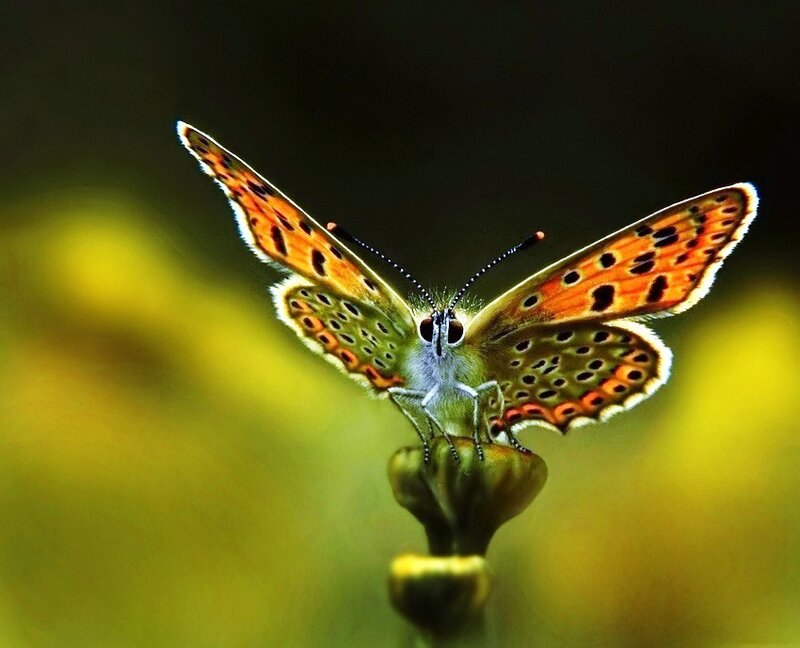 Butterfly on a flower bud