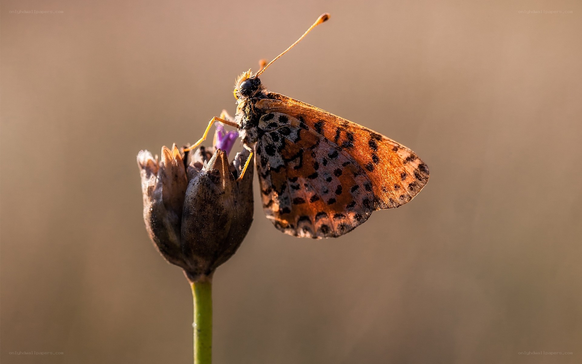 Butterfly on a flower bud