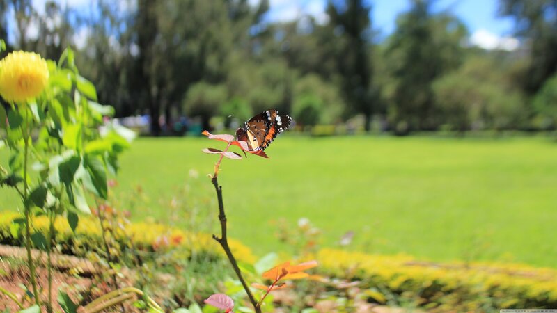 Butterfly on a Flower — Green