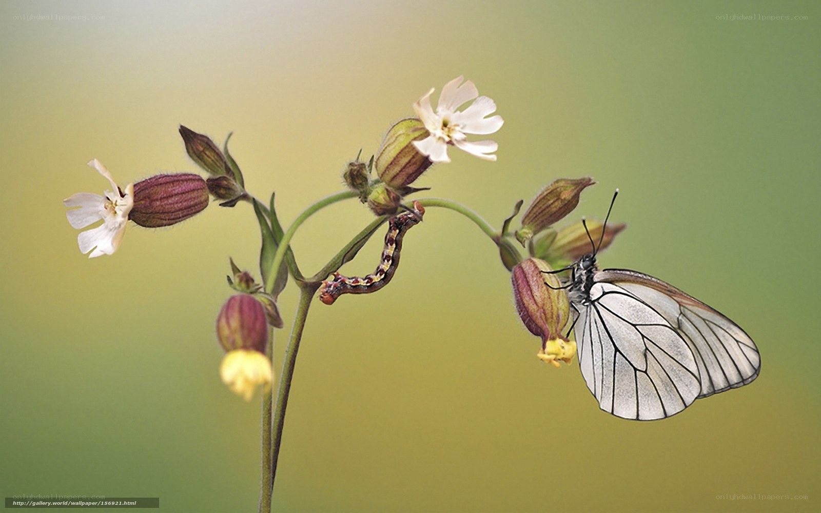 Butterfly on a flower stem