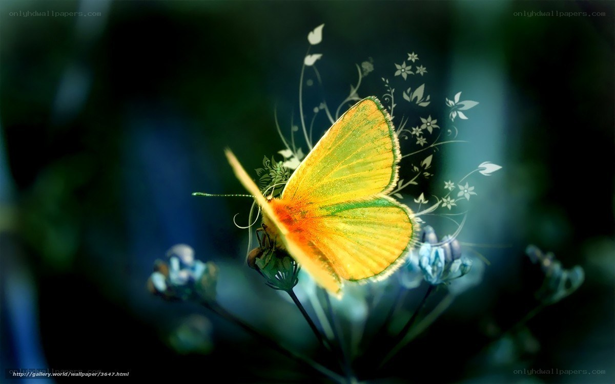 Butterfly on a flower
