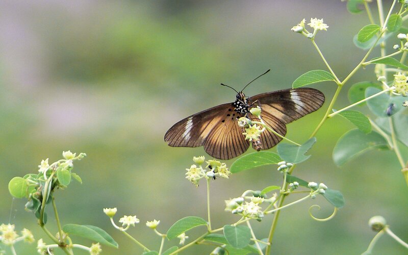 Butterfly on a flowering plant