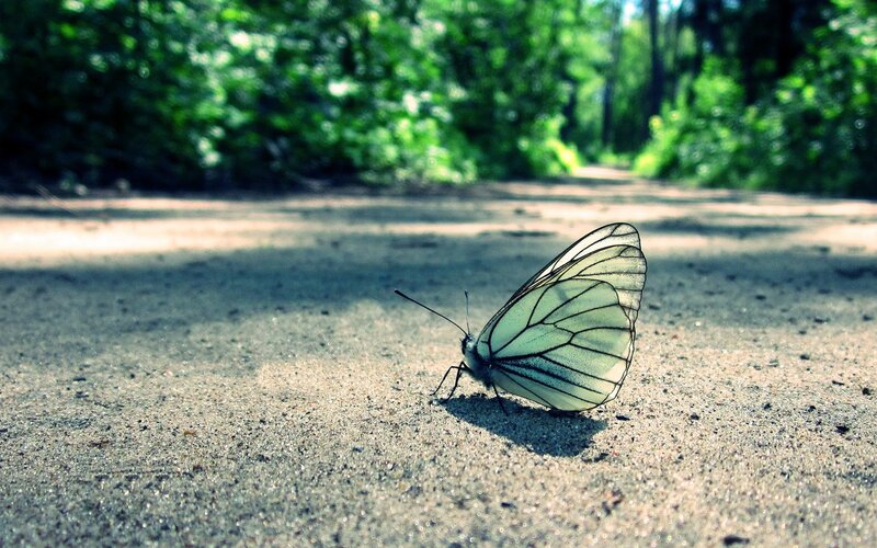 Butterfly on a forest path