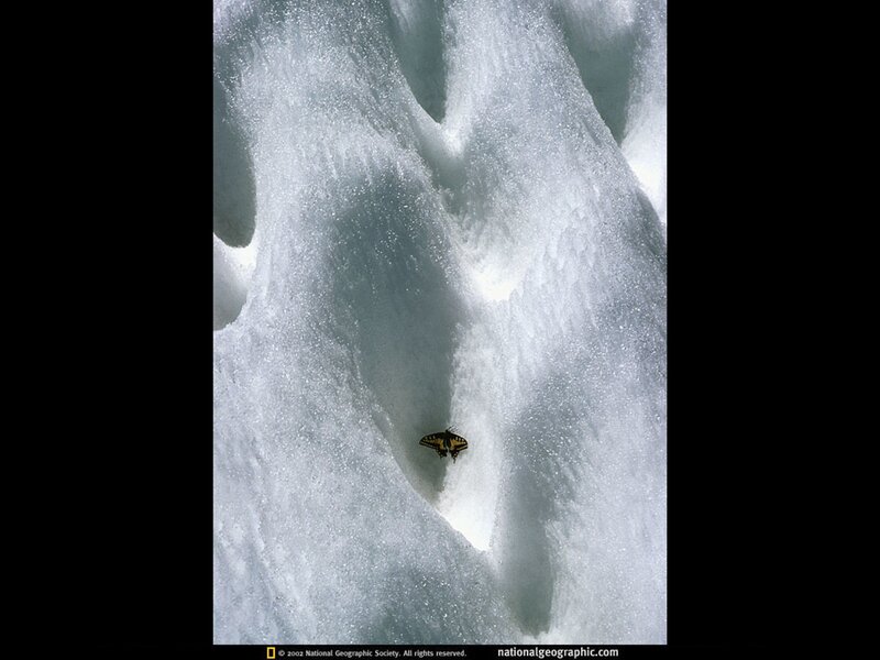 Butterfly on a glacier