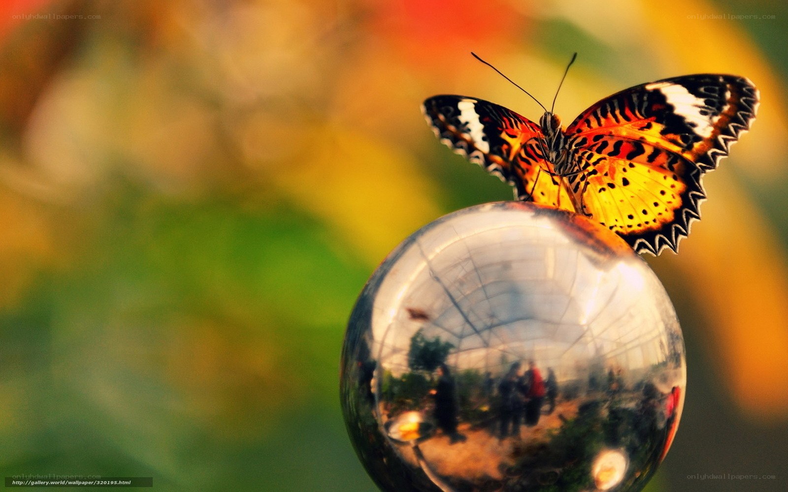 Butterfly on a glass sphere