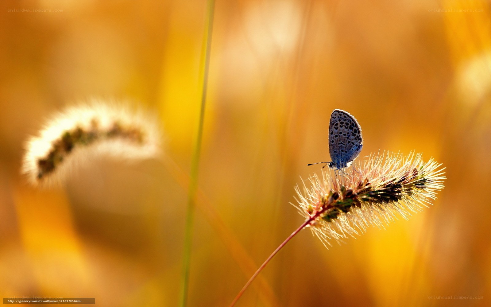 Butterfly on a grass seed head