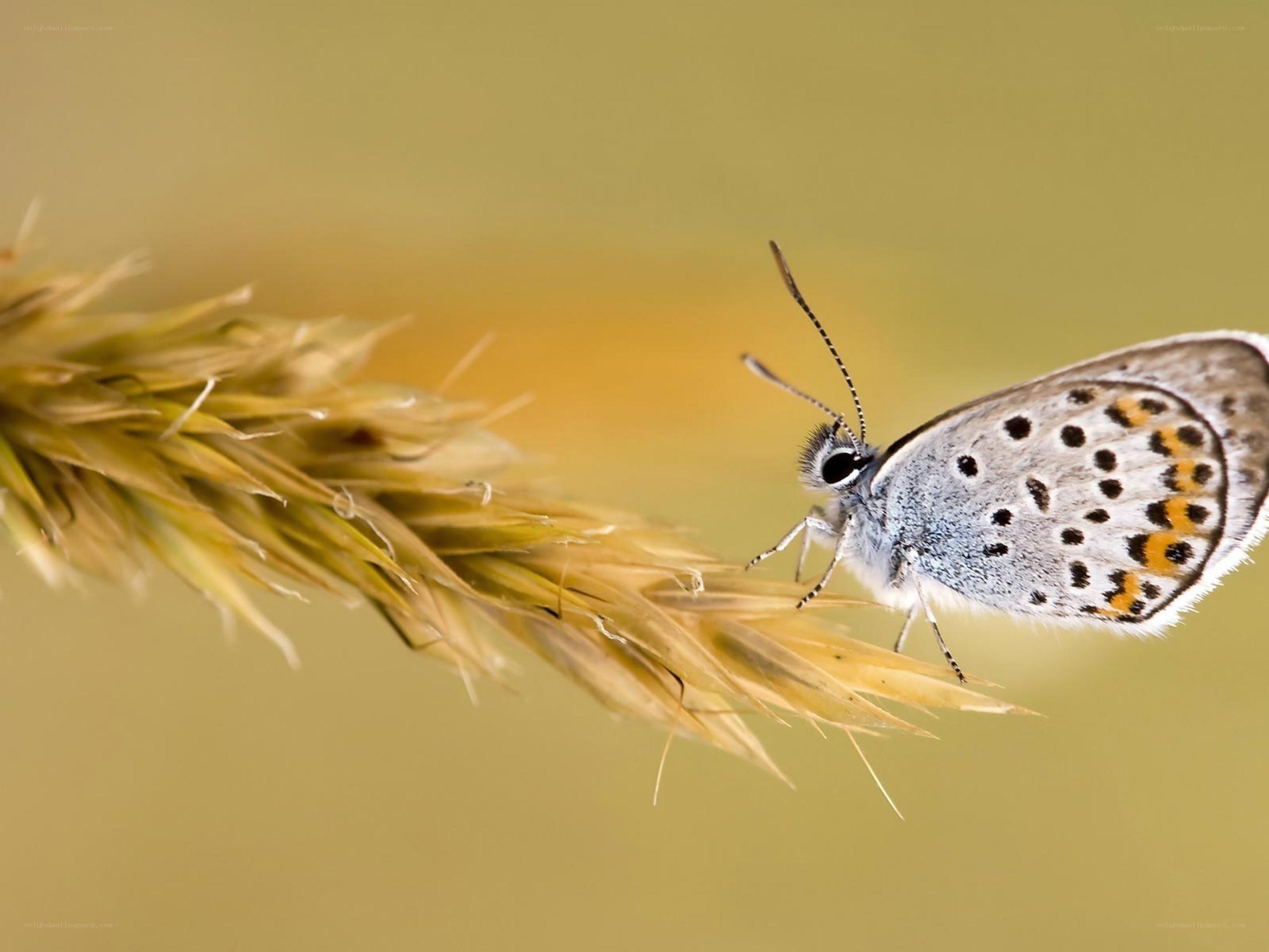 butterfly on a grass seed head
