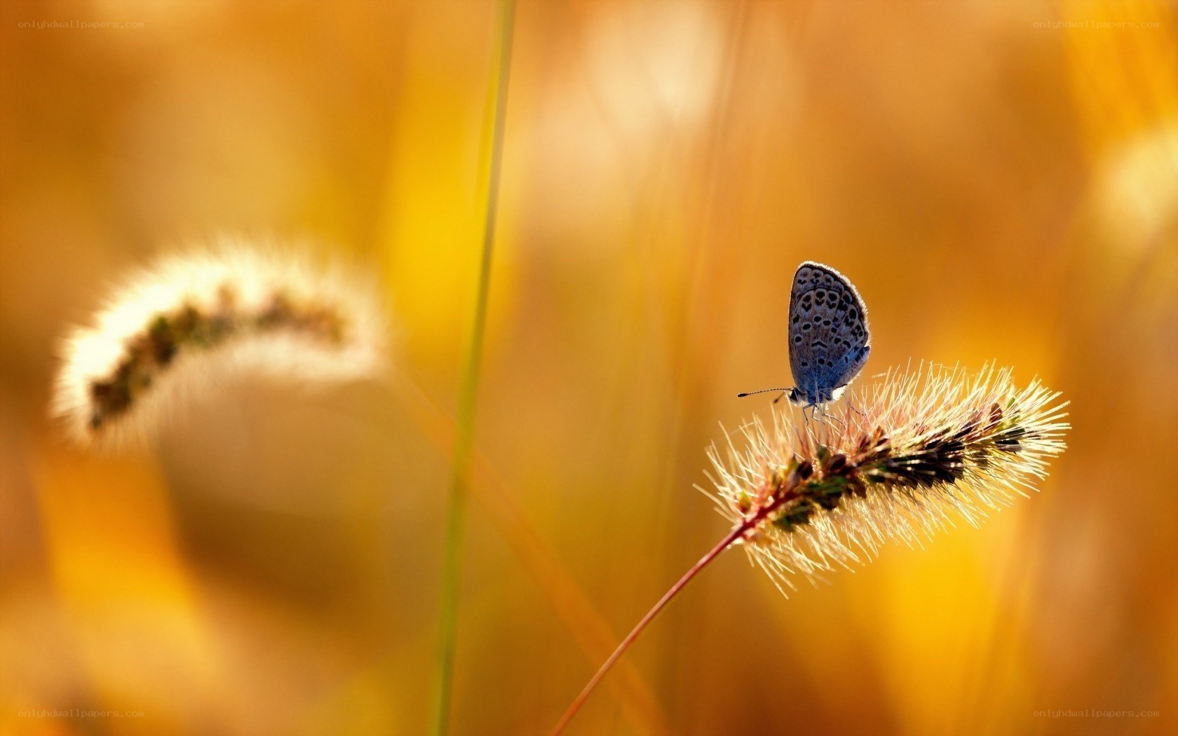 Butterfly on a grass seed head