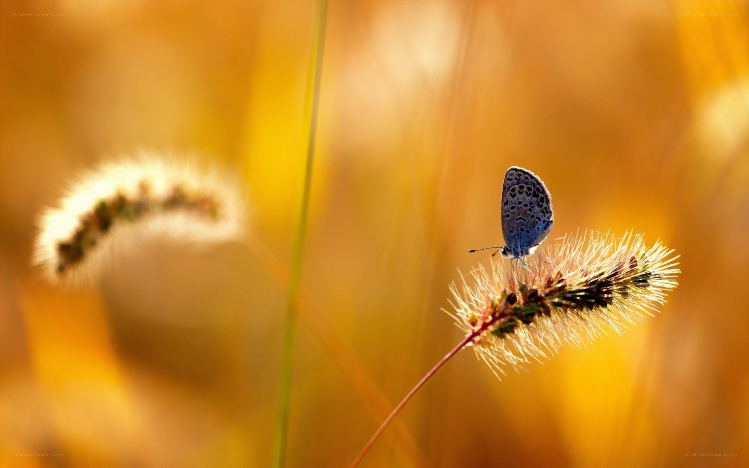 Butterfly on a grass seed head