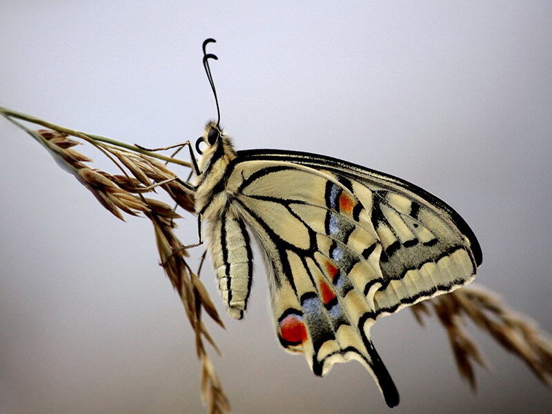 butterfly on a grass stem
