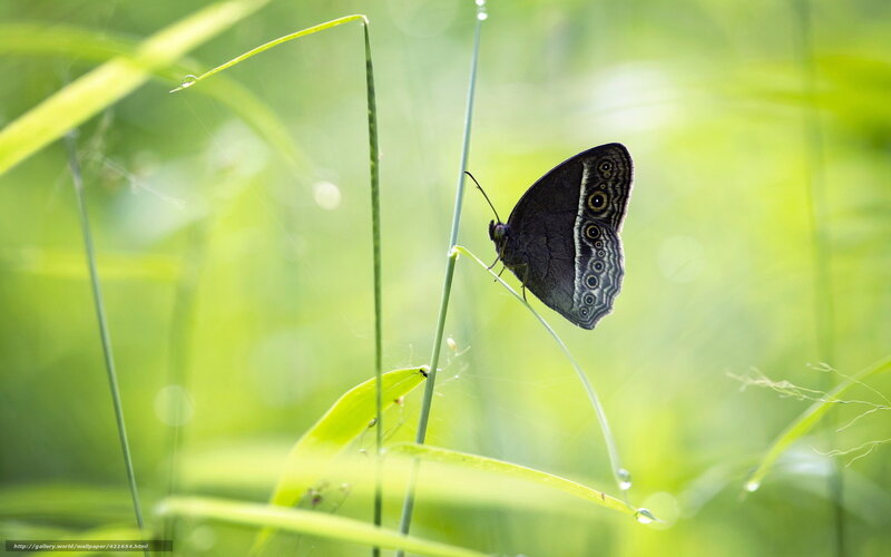 Butterfly on a grass stem