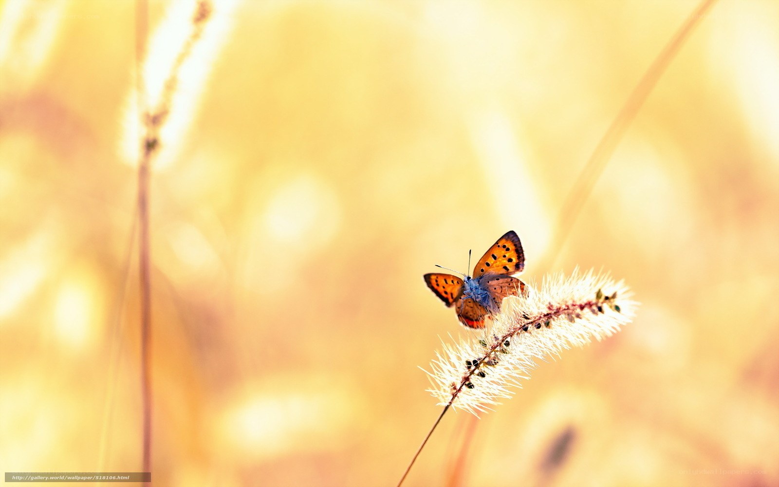 Butterfly on a grass stem