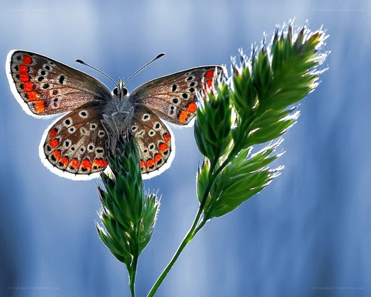Butterfly on a grass stem