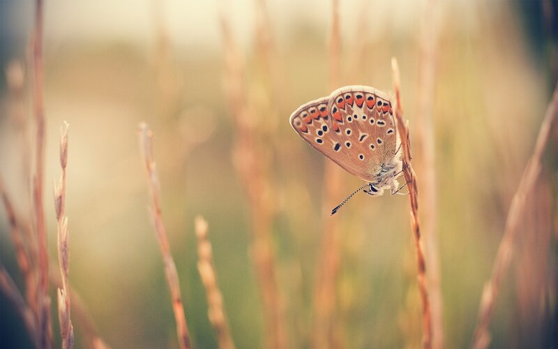 butterfly on a grass stem