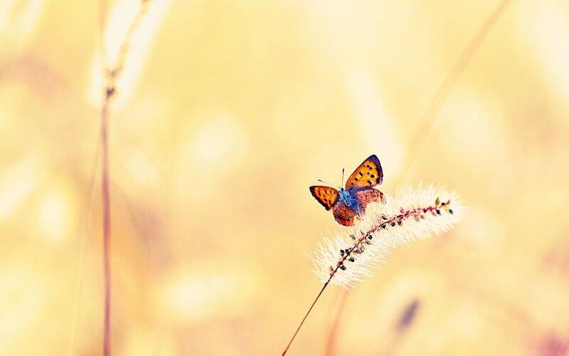 Butterfly on a grass stem