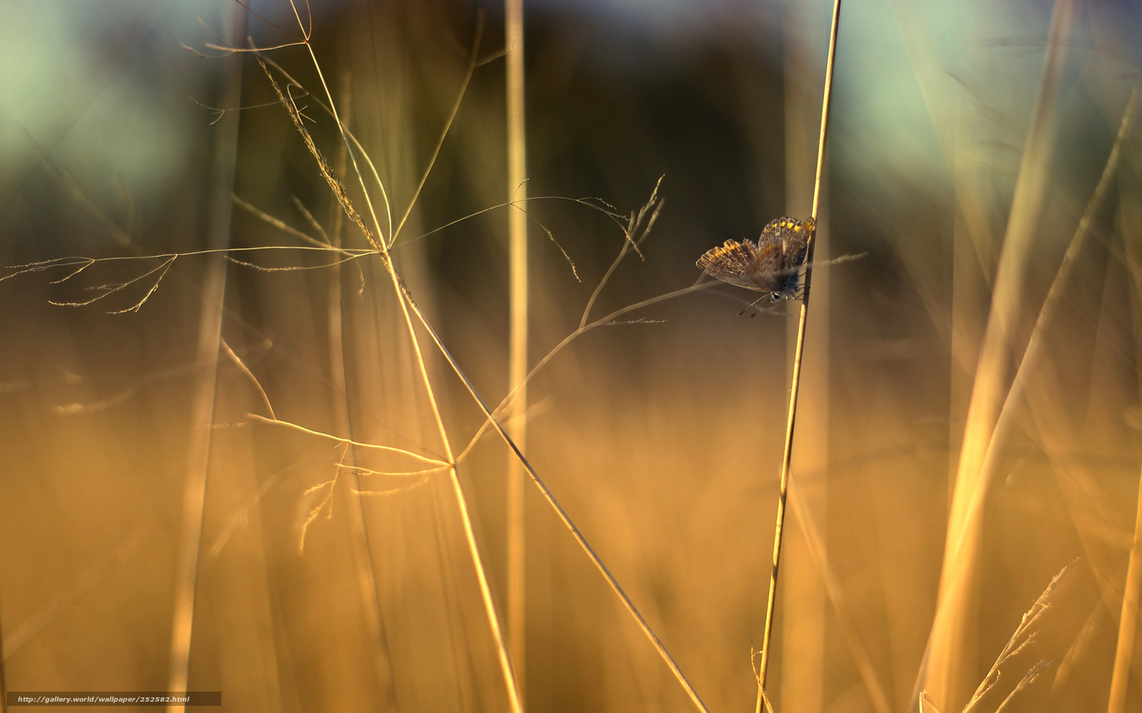 Butterfly on a grass stem