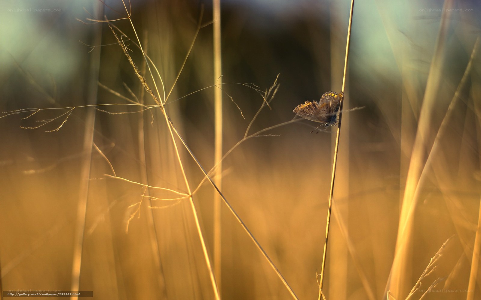 Butterfly on a grass stem