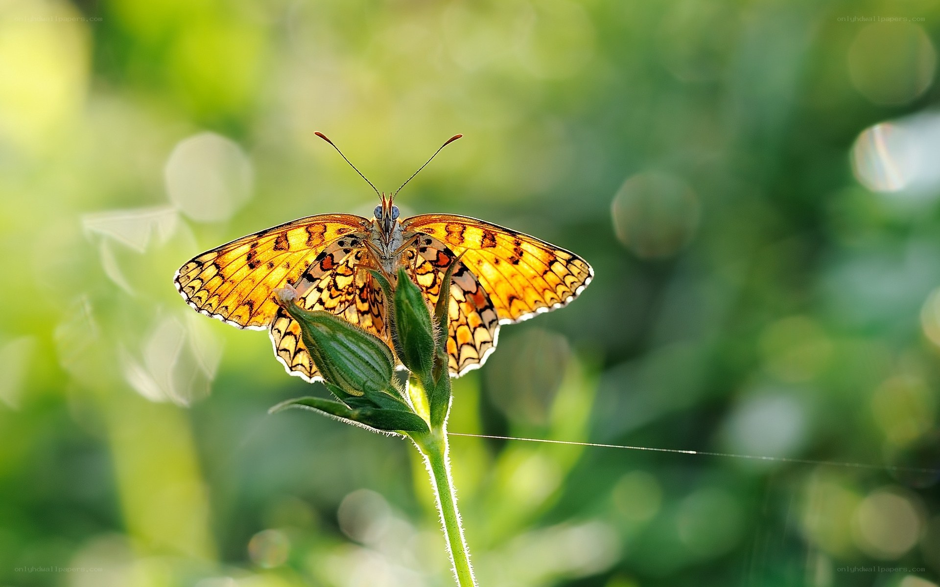 Butterfly on a green bud