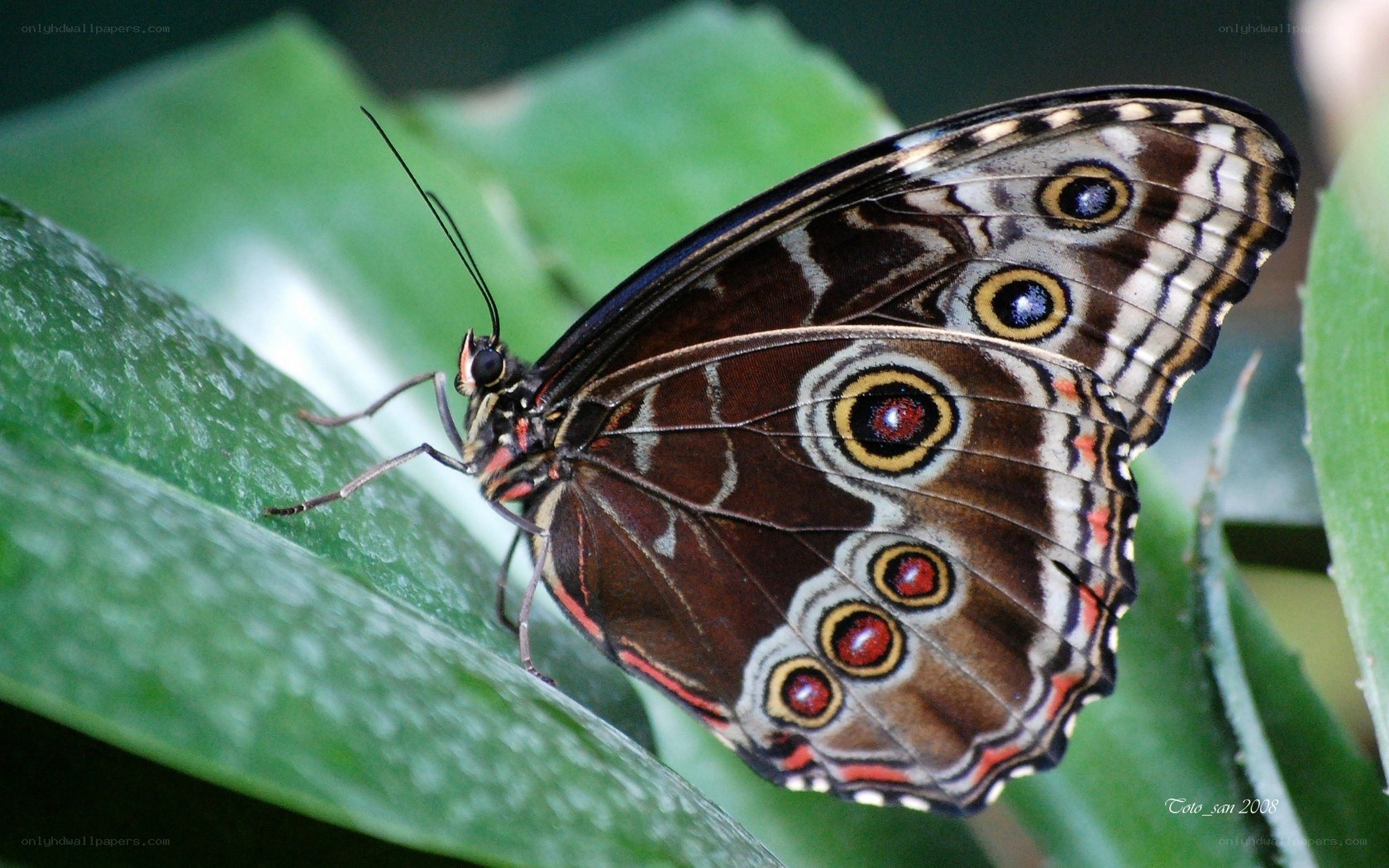 Butterfly on a green leaf