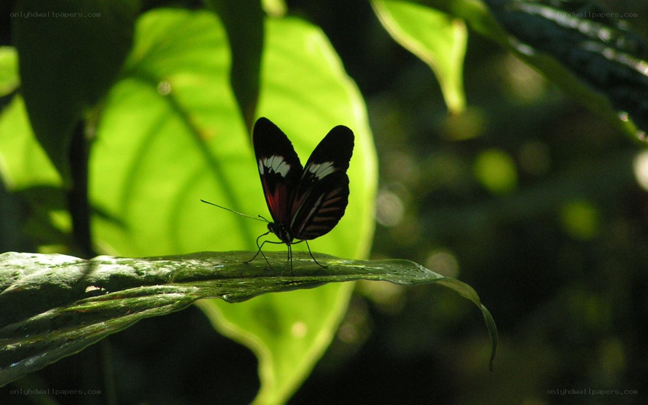 Butterfly on a green leaf