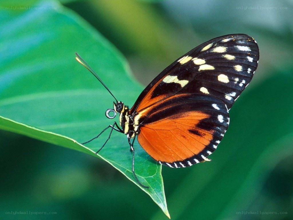 butterfly on a green leaf