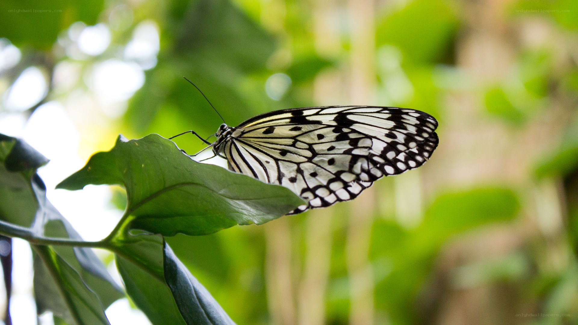 butterfly on a green leaf