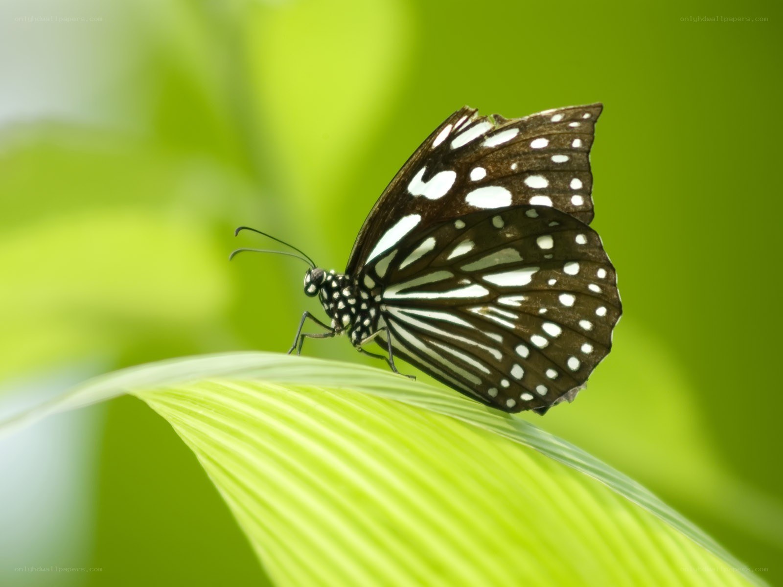 Butterfly on a green leaf