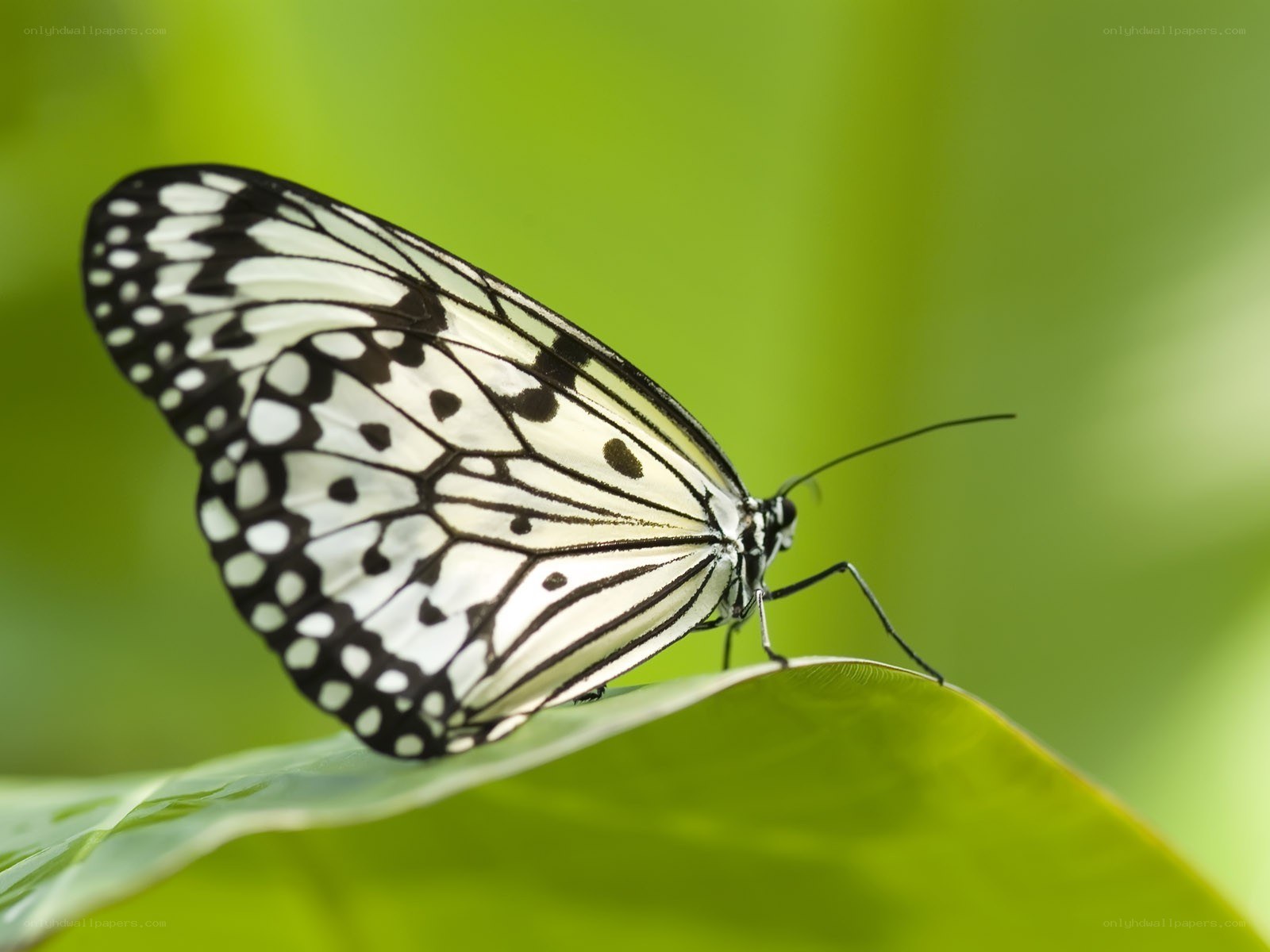 Butterfly on a green leaf