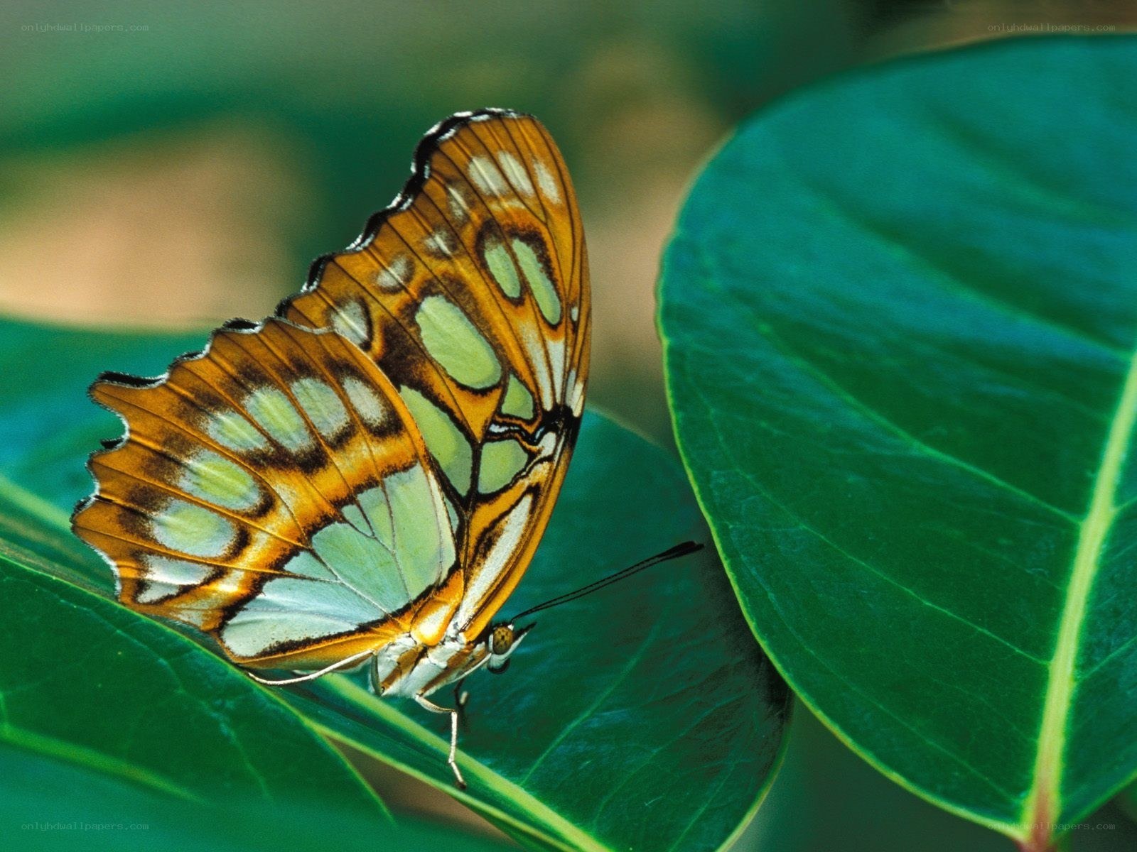 butterfly on a green leaf