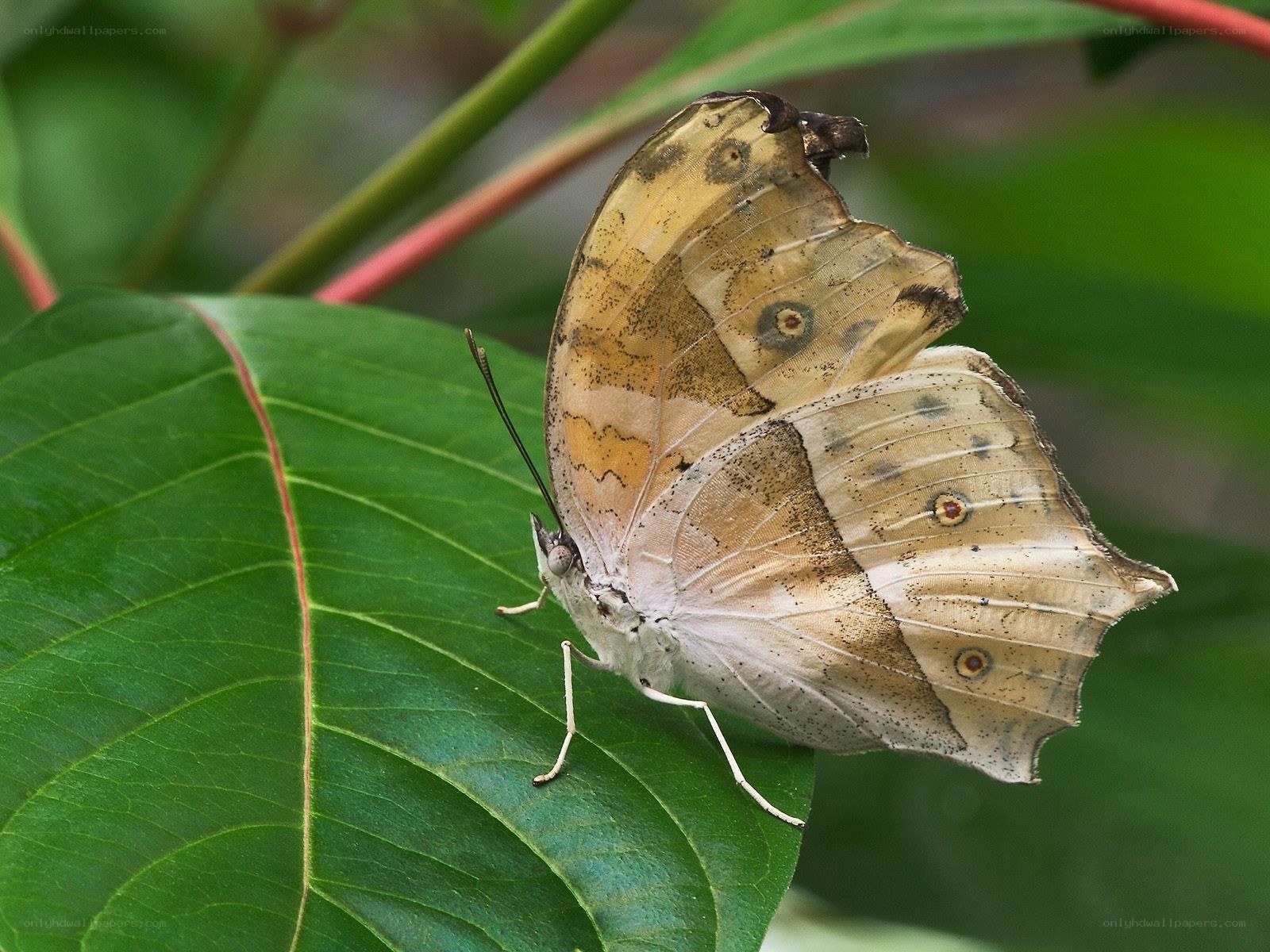 butterfly on a green leaf