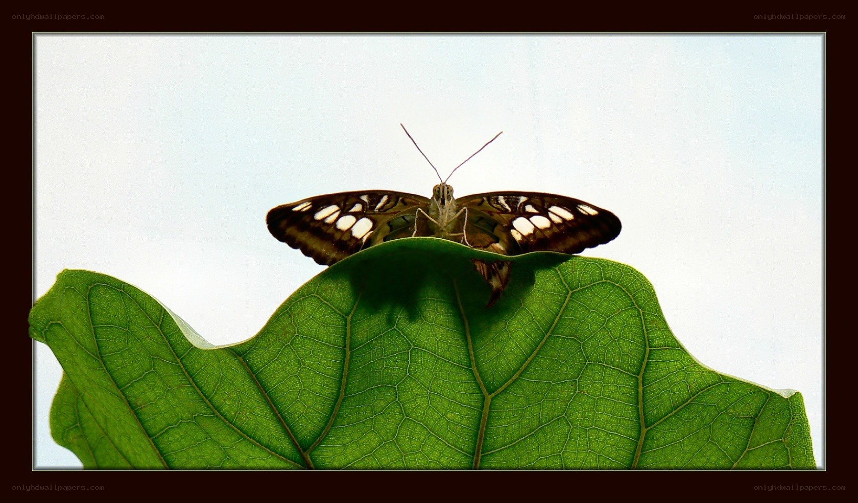 butterfly on a green leaf