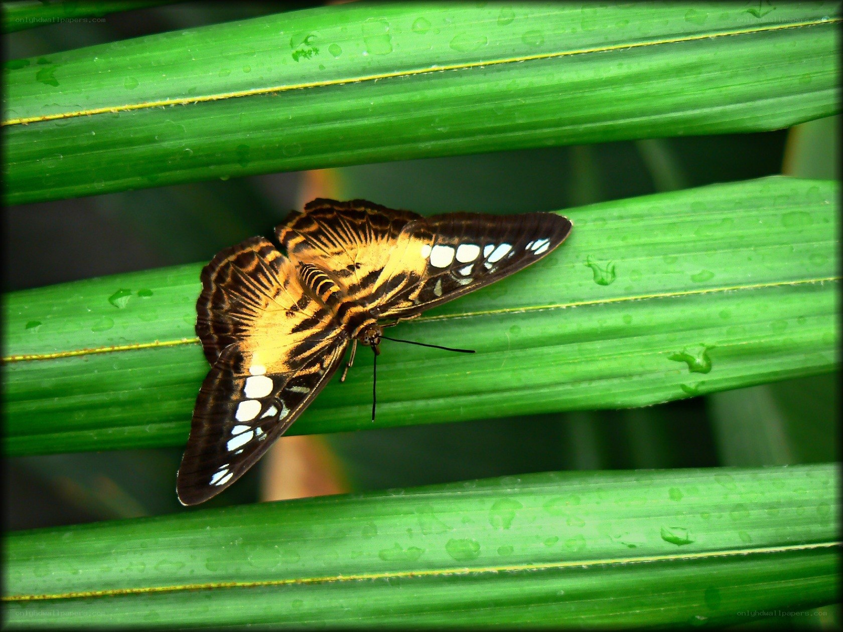 butterfly on a green leaf