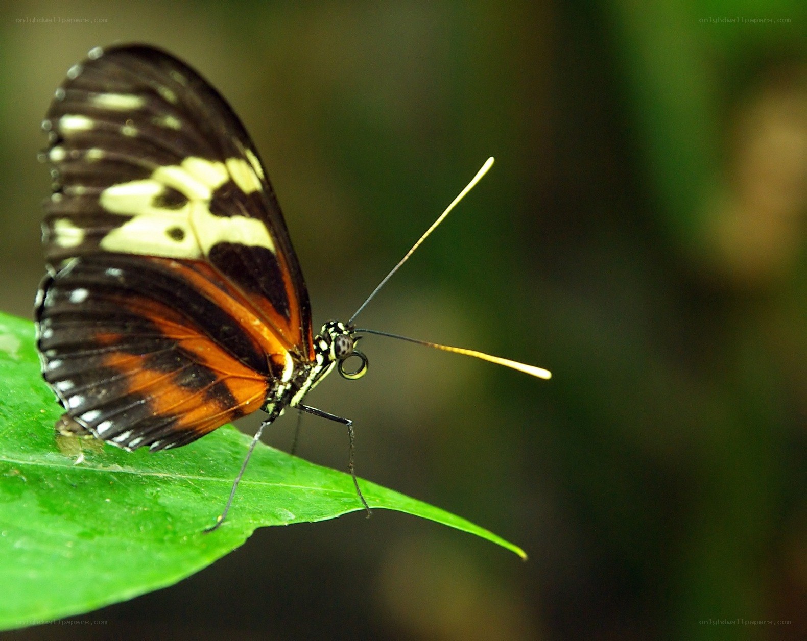 butterfly on a green leaf