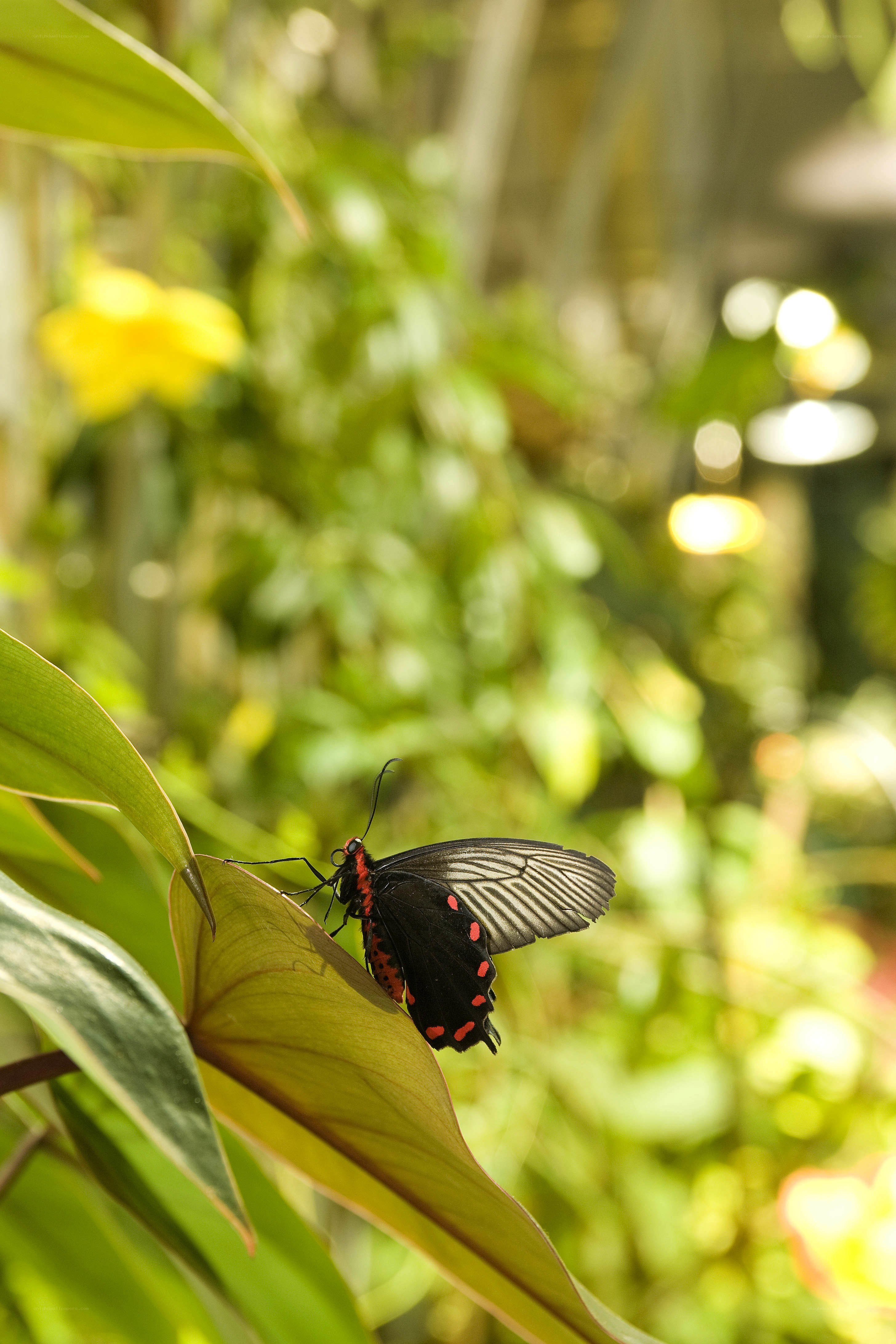 Butterfly on a green leaf