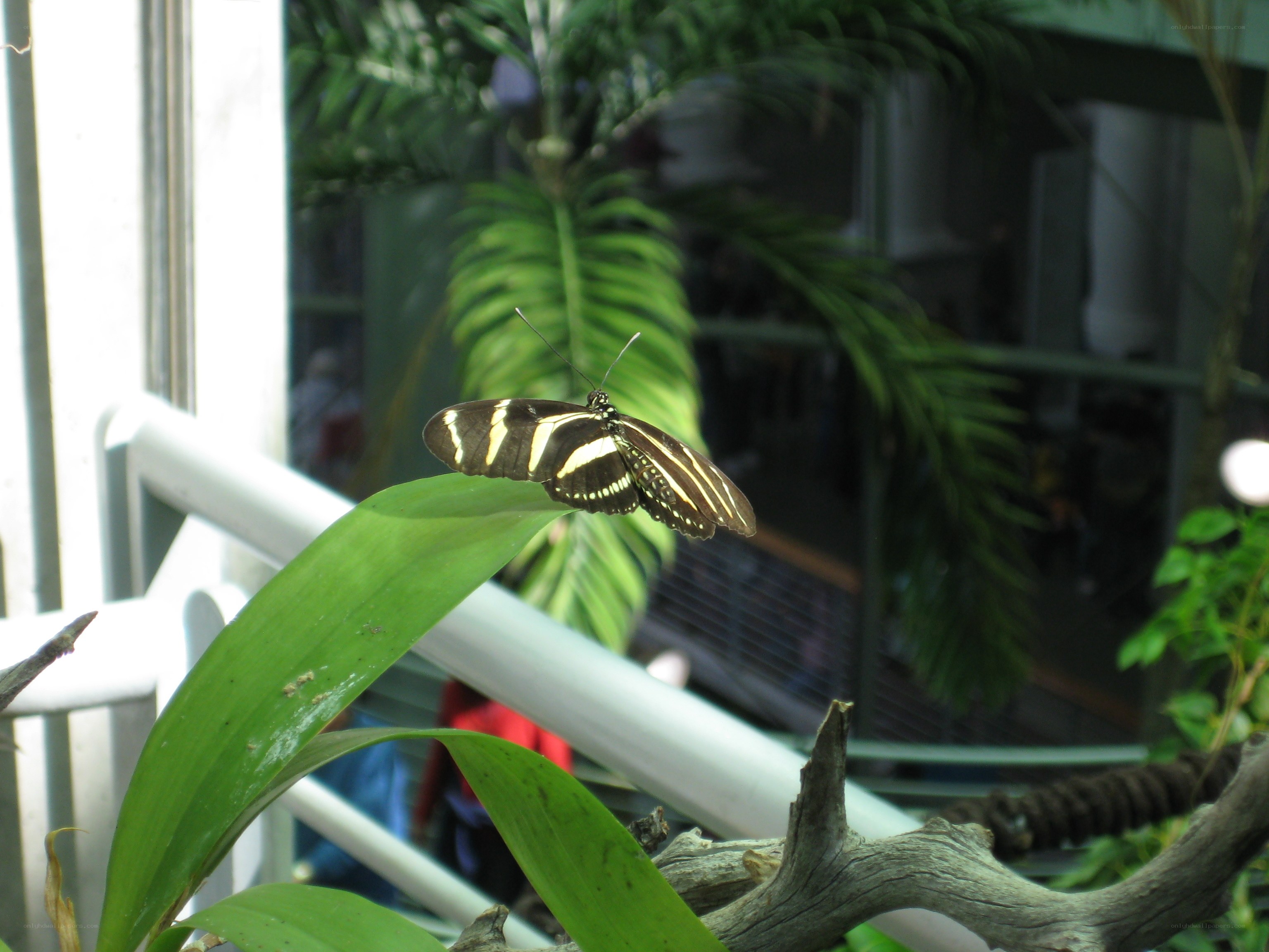 Butterfly on a green leaf
