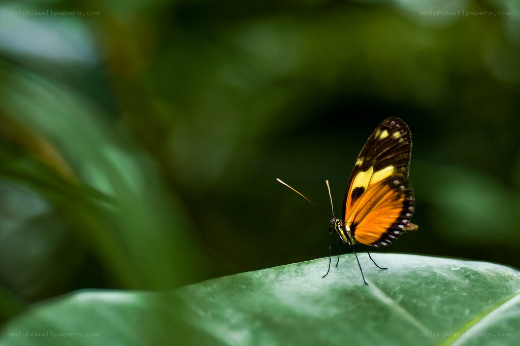 Butterfly on a green leaf