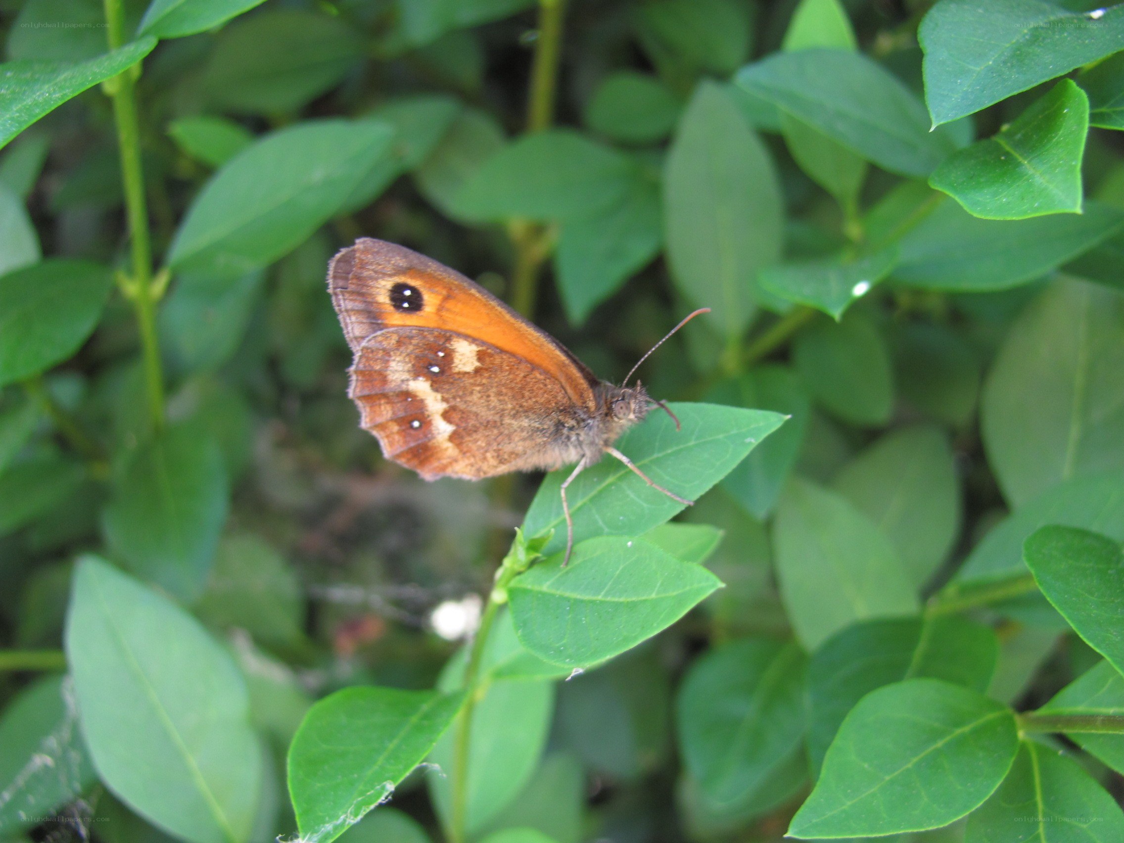 butterfly on a green leaf