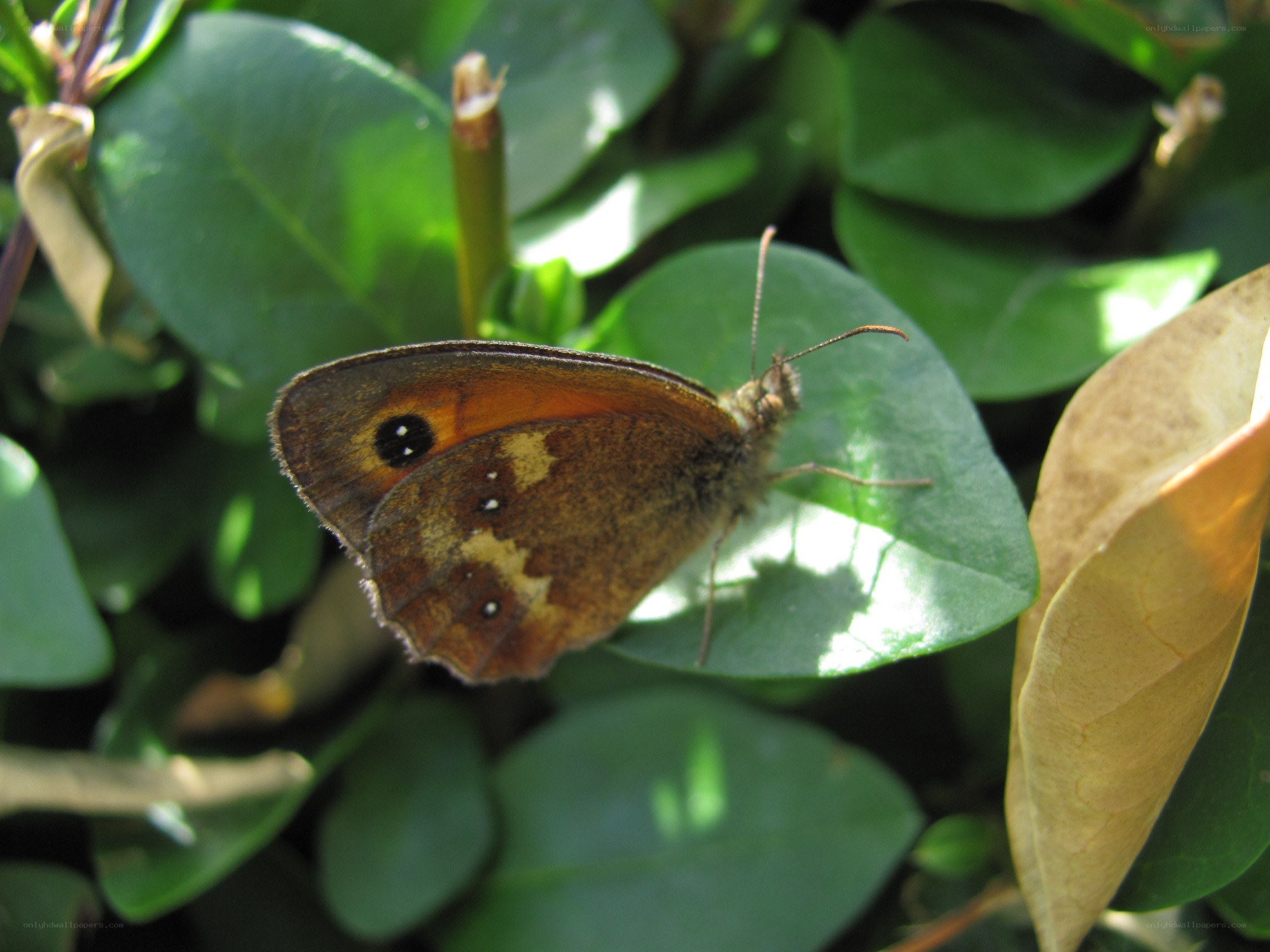 butterfly on a green leaf
