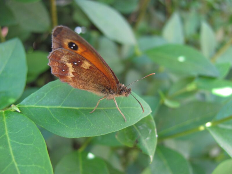 butterfly on a green leaf