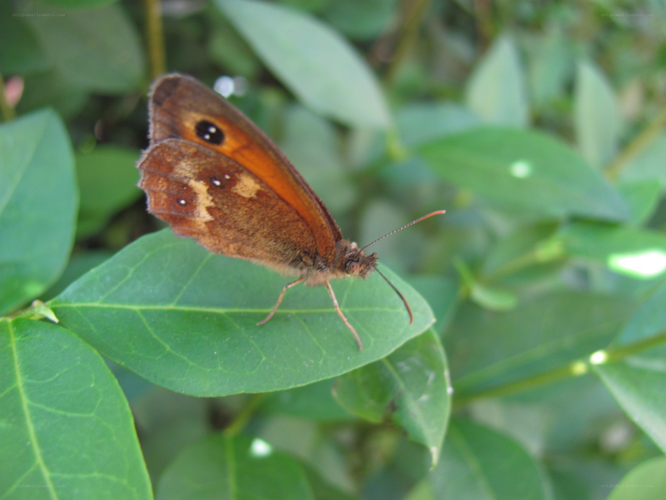 butterfly on a green leaf
