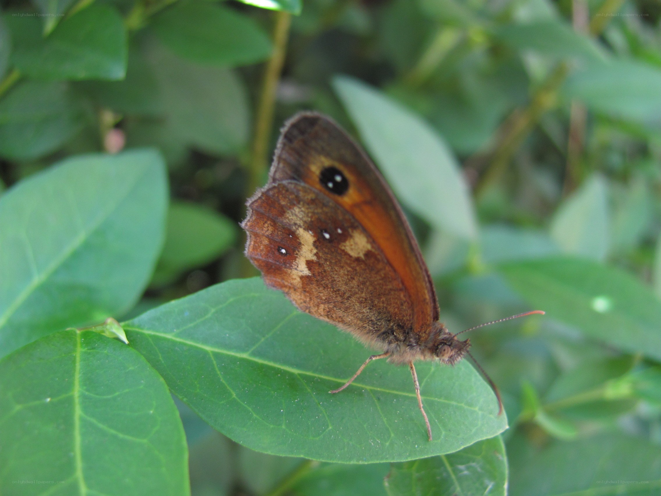 butterfly on a green leaf