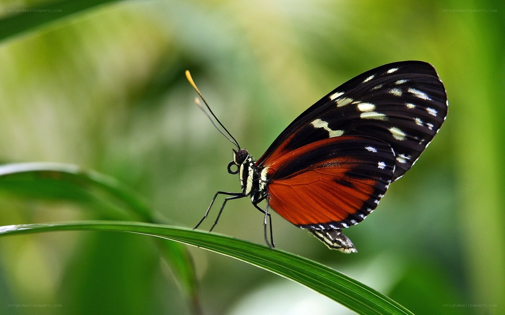 butterfly on a green leaf