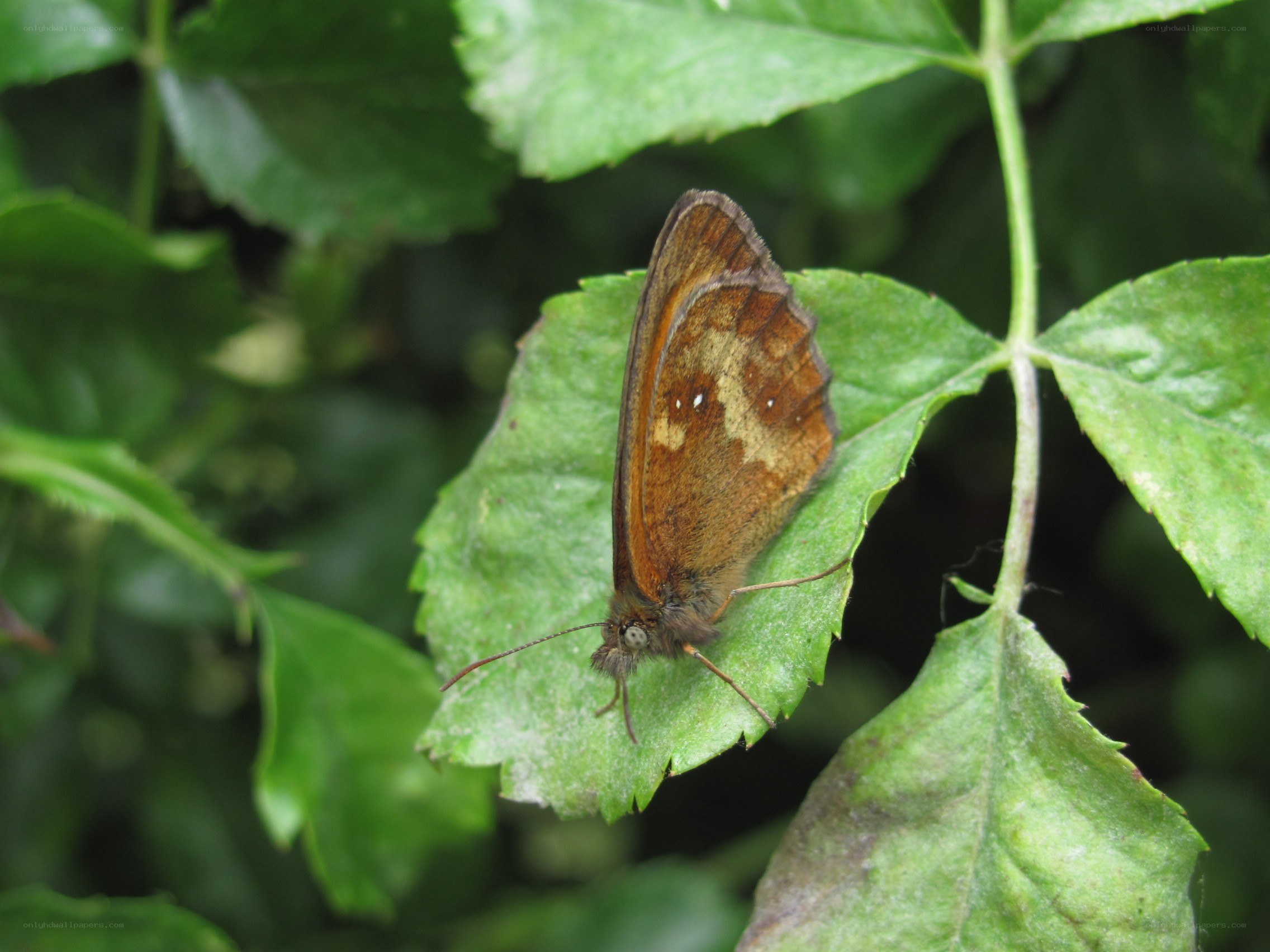 butterfly on a green leaf
