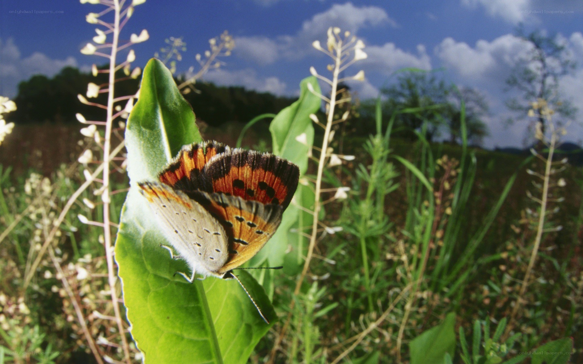 Butterfly on a green leaf