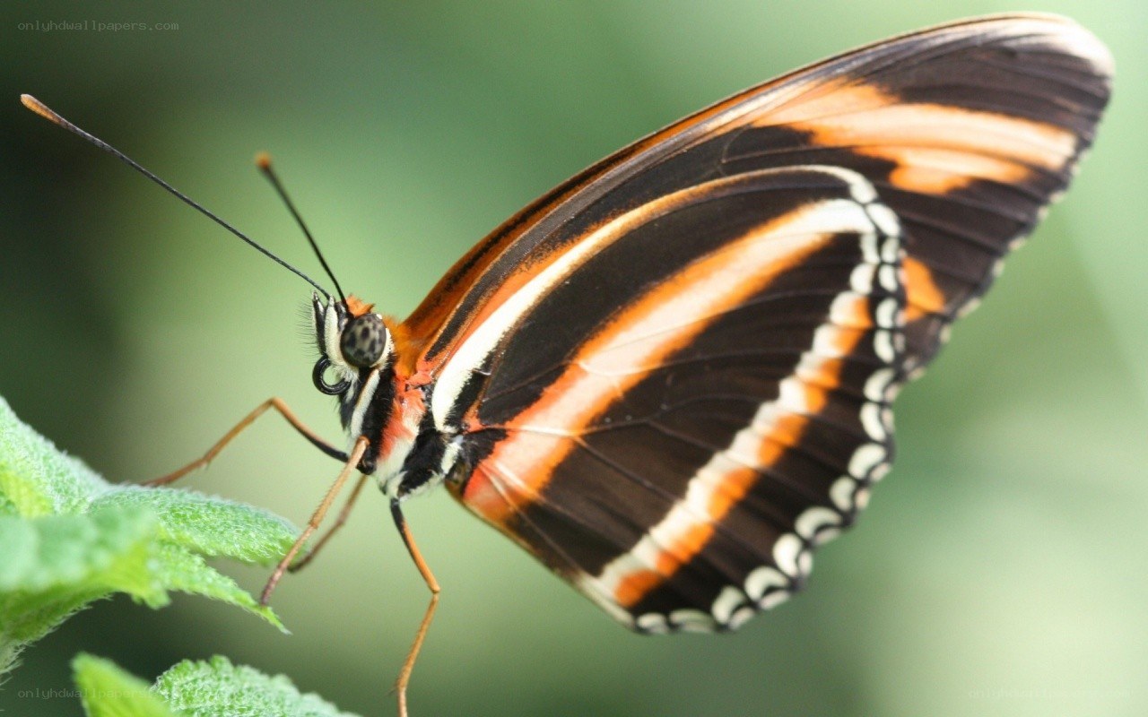 butterfly on a green leaf