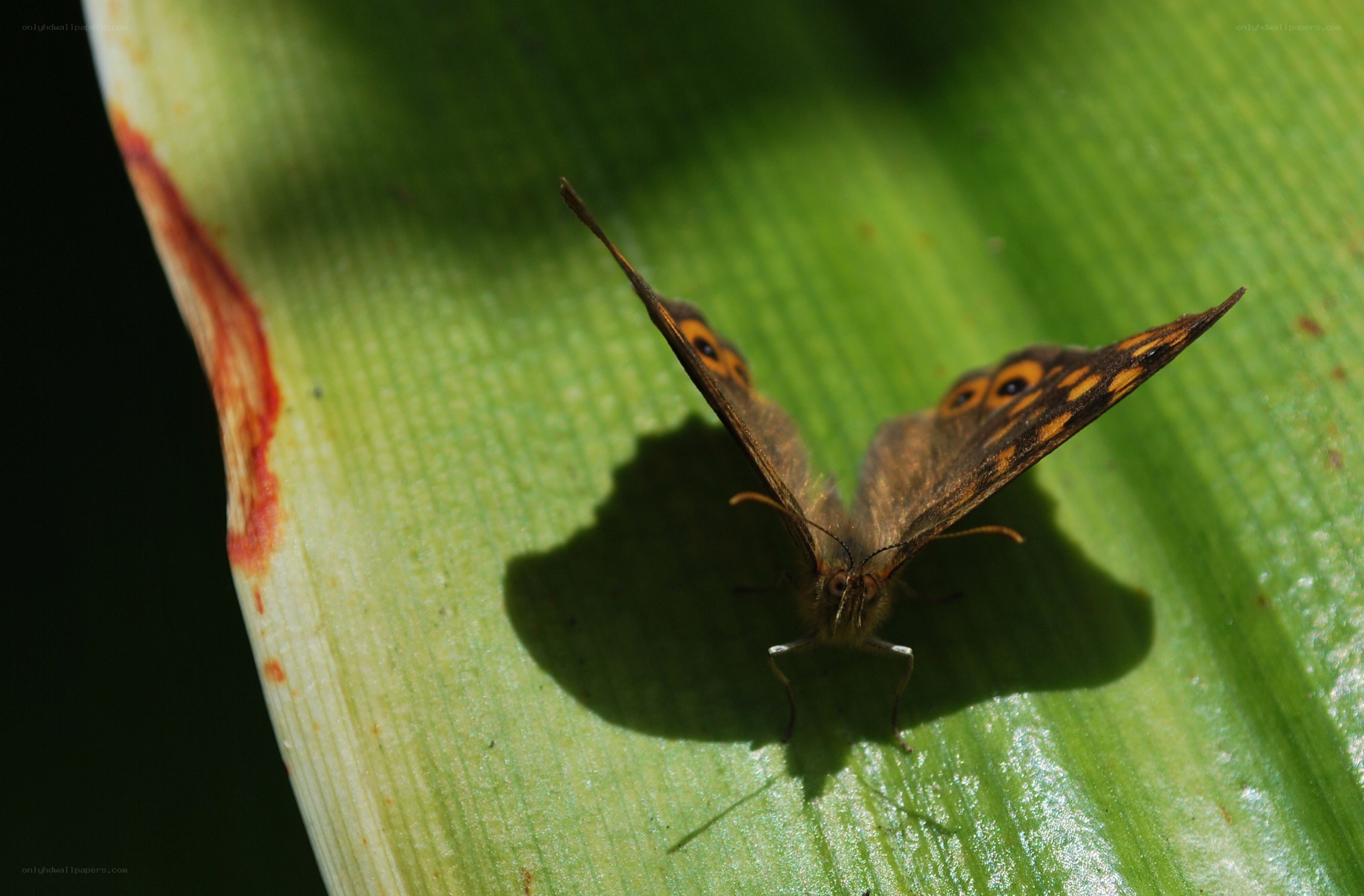 Butterfly on a green leaf