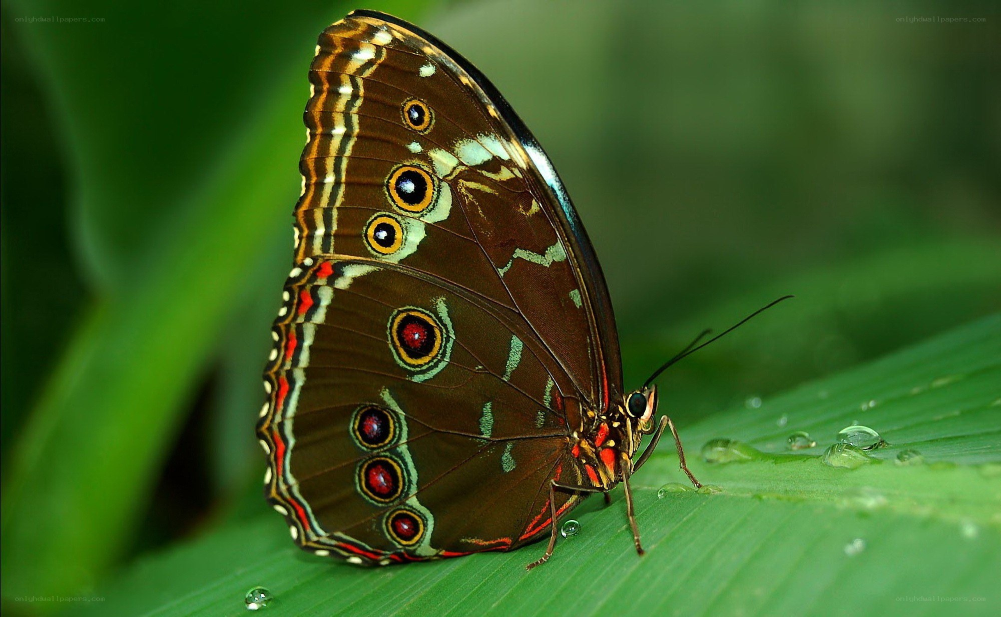 Butterfly on a green leaf