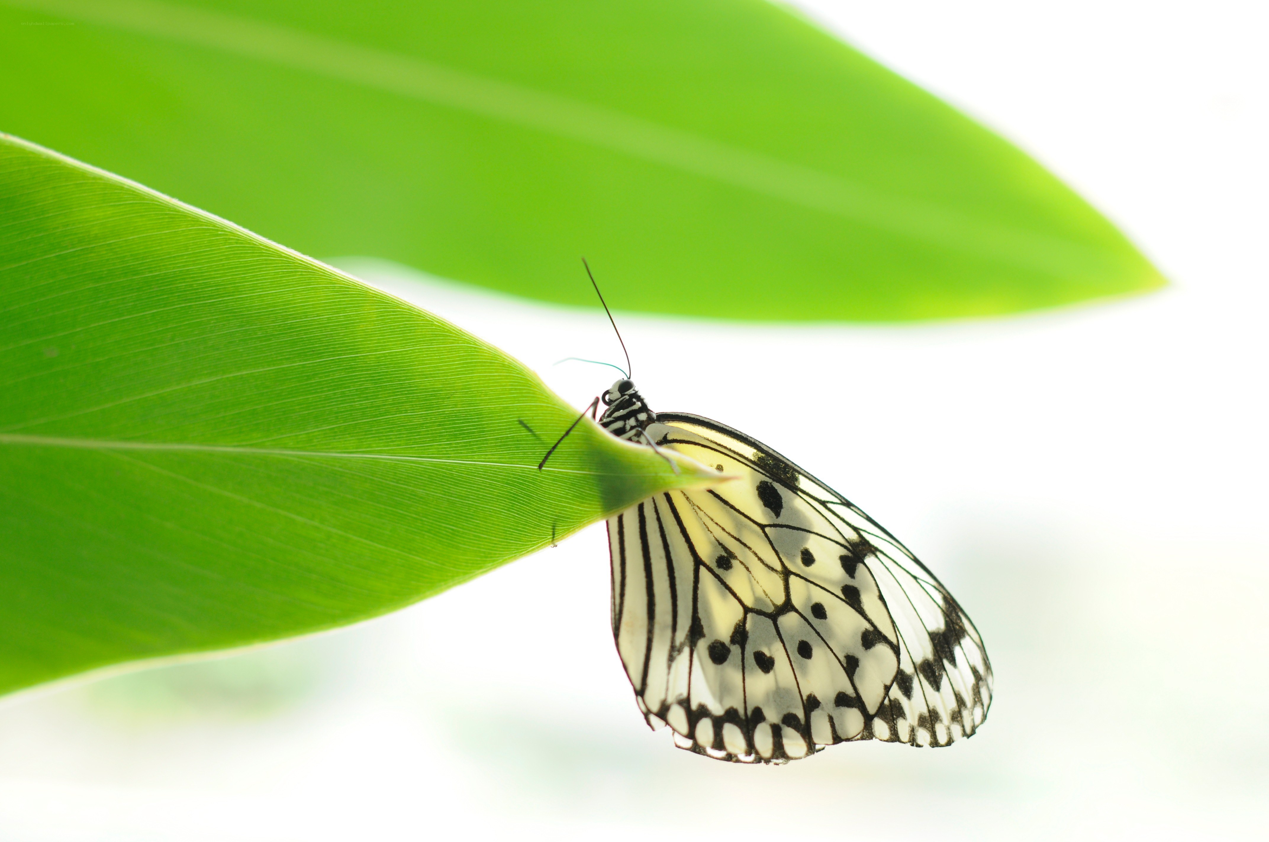 Butterfly on a green leaf