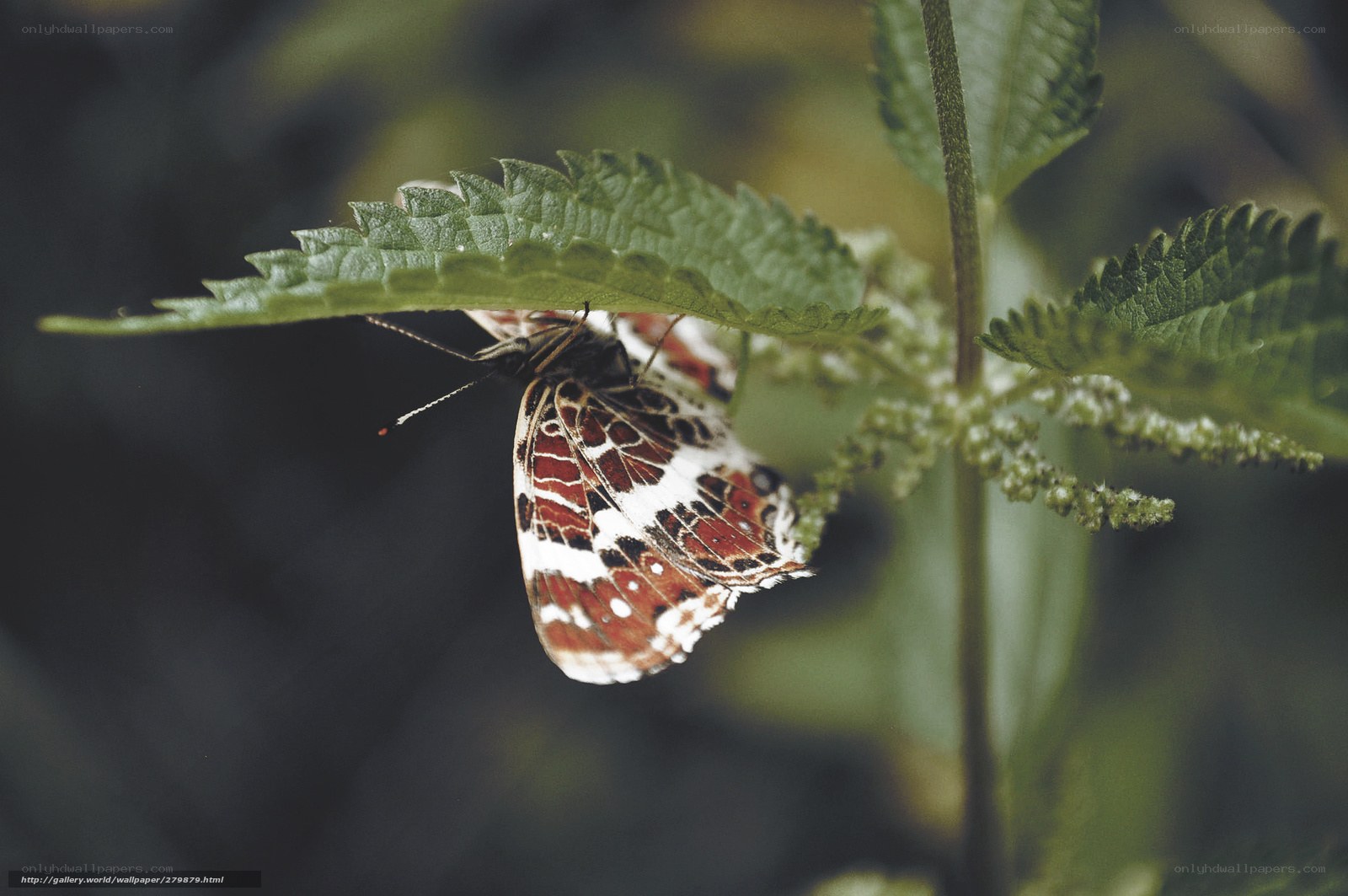 Butterfly on a green leaf