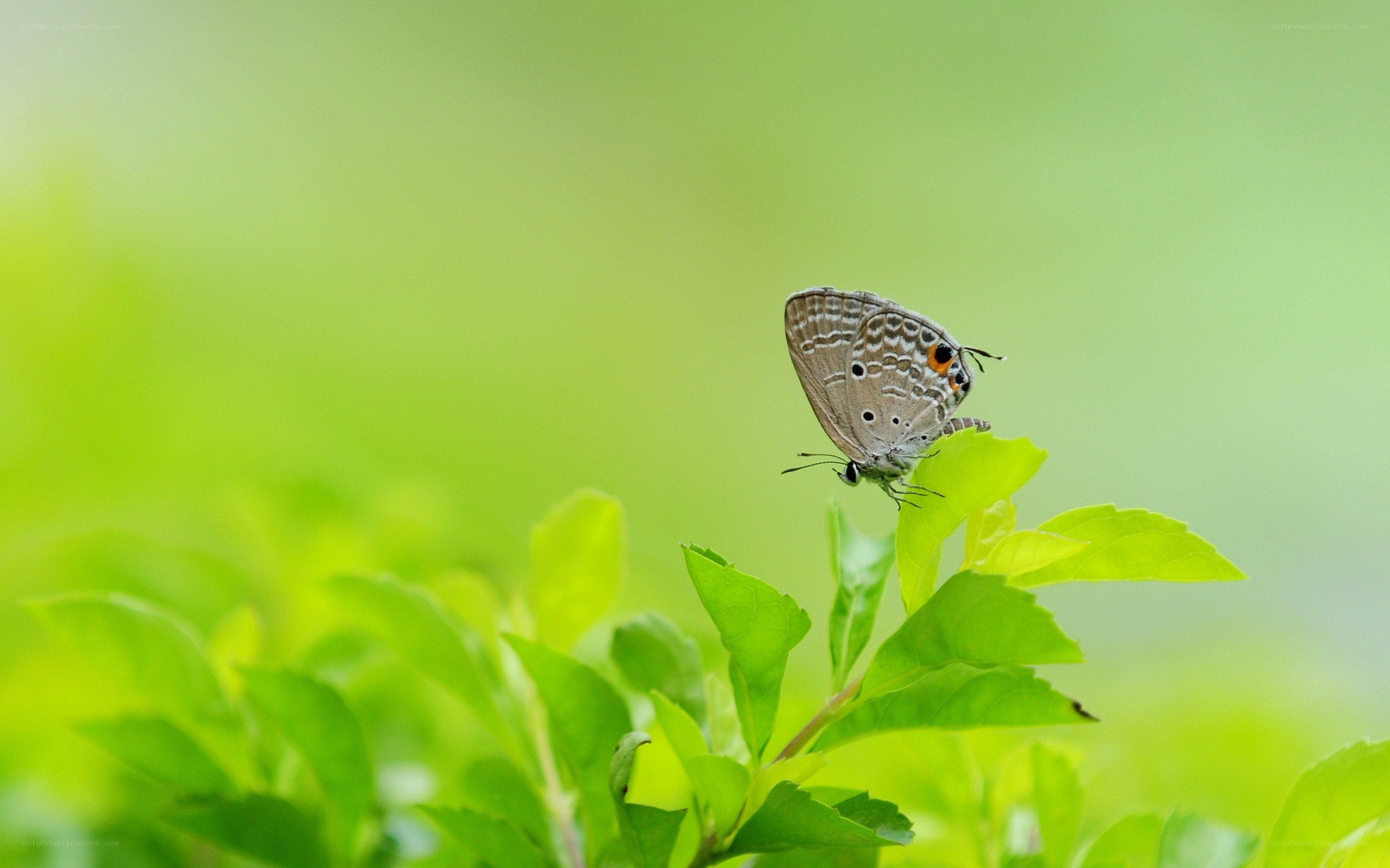 Butterfly on a green leaf